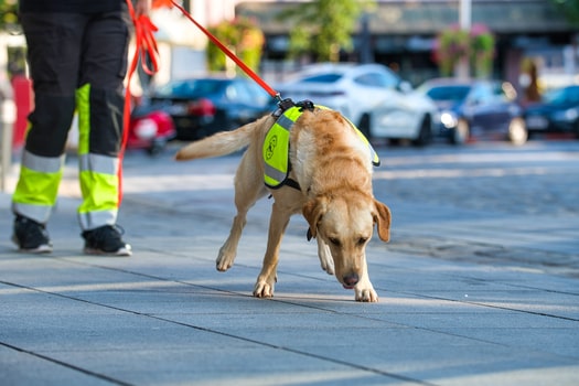 NINJAS.jetzt RESCUE DOGS SUPPORTEN