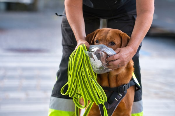 NINJAS.jetzt Charity