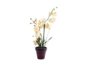 Orchidee