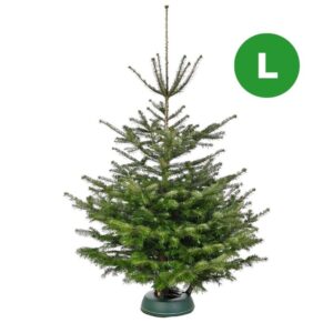 Nordmanntanne bis 160cm