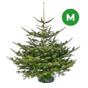 Nordmanntanne 135cm