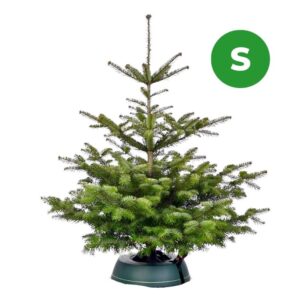 Nordmanntanne bis 100cm