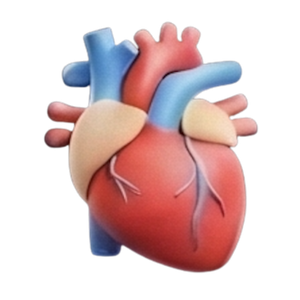 Kreislauf & Durchblutung