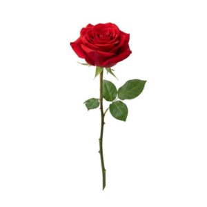 Einzelne Rose Rot