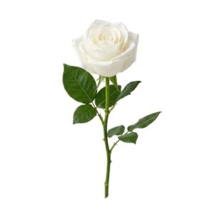 Einzelne Rose weiß